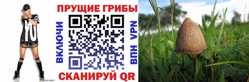 ссылка на мегу зеркало Ветлуга Галлюциногенные грибы ЛСД